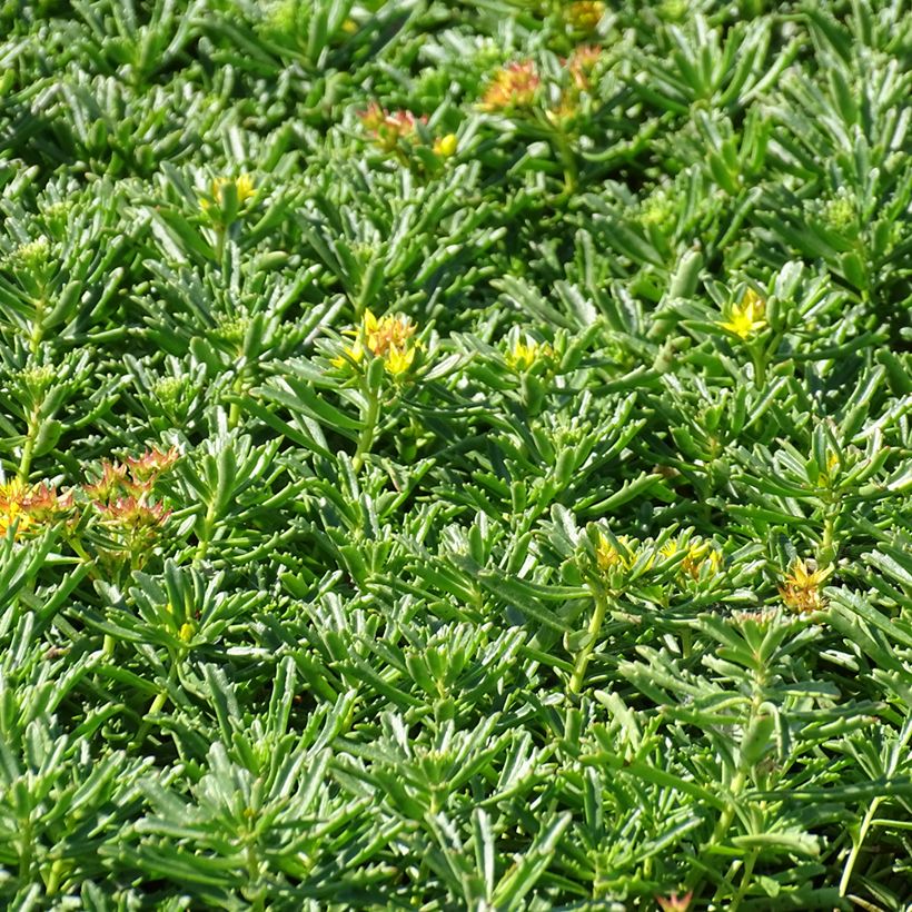 Sedum kamtschaticum subsp. middendorffianum - Orpin du Kamtchatka (Port)