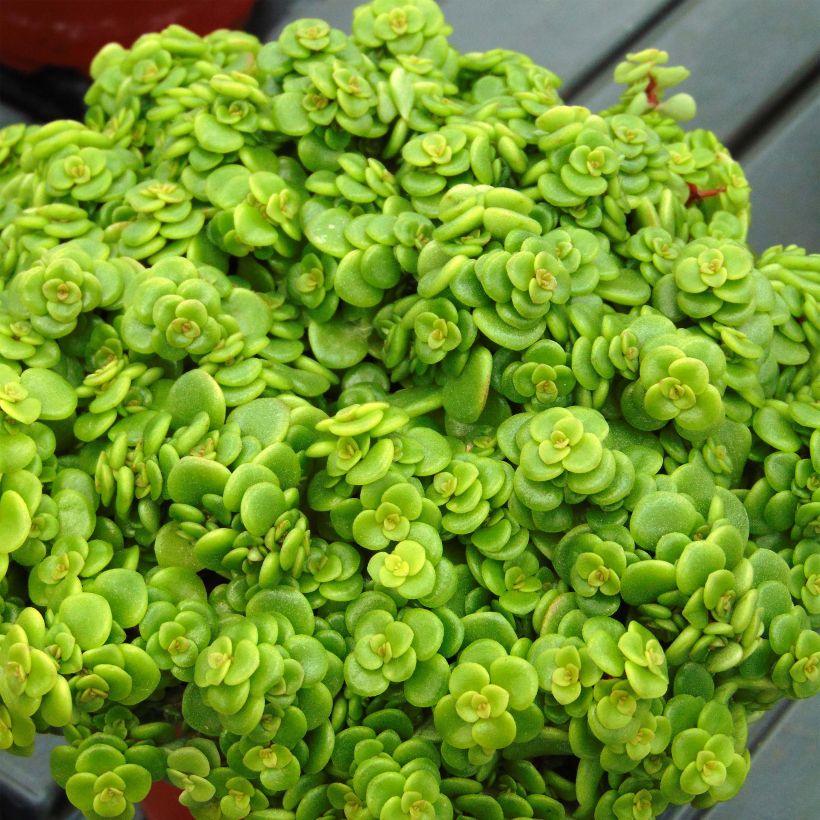 Sedum makinoi Lime (Feuillage)