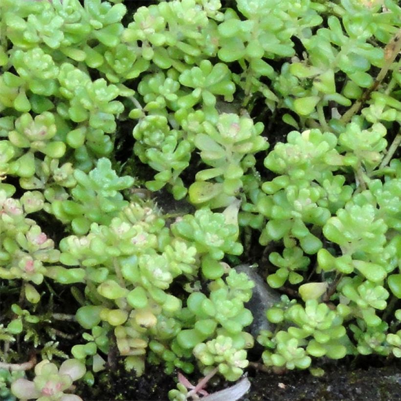 Sedum oreganum - Orpin de l'Orégon (Feuillage)