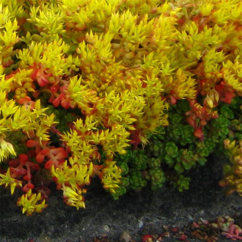 Sedum oreganum - Orpin de l'Orégon (Port)