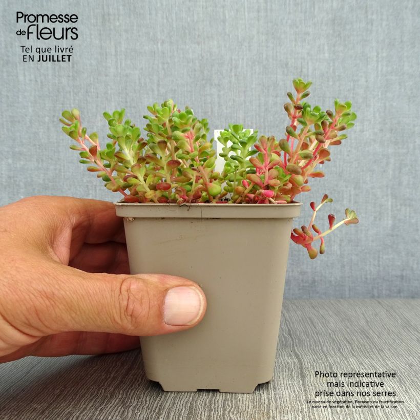 Spécimen de Sedum oreganum - Orpin de l'Orégon Godet de 8/9 cm tel que livré en été