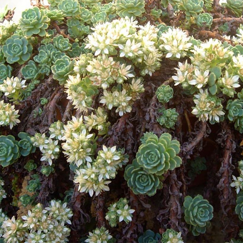 Sedum pachyclados - Orpin pachyclados (Floraison)