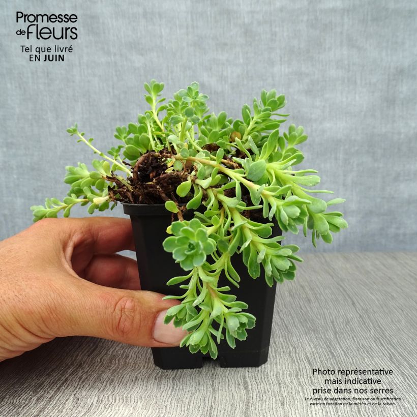 Spécimen de Sedum pachyclados - Orpin pachyclados Godet de 8/9 cm tel que livré en été