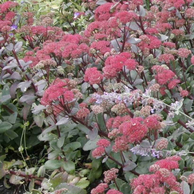 Sedum Red Cauli - Orpin (Port)