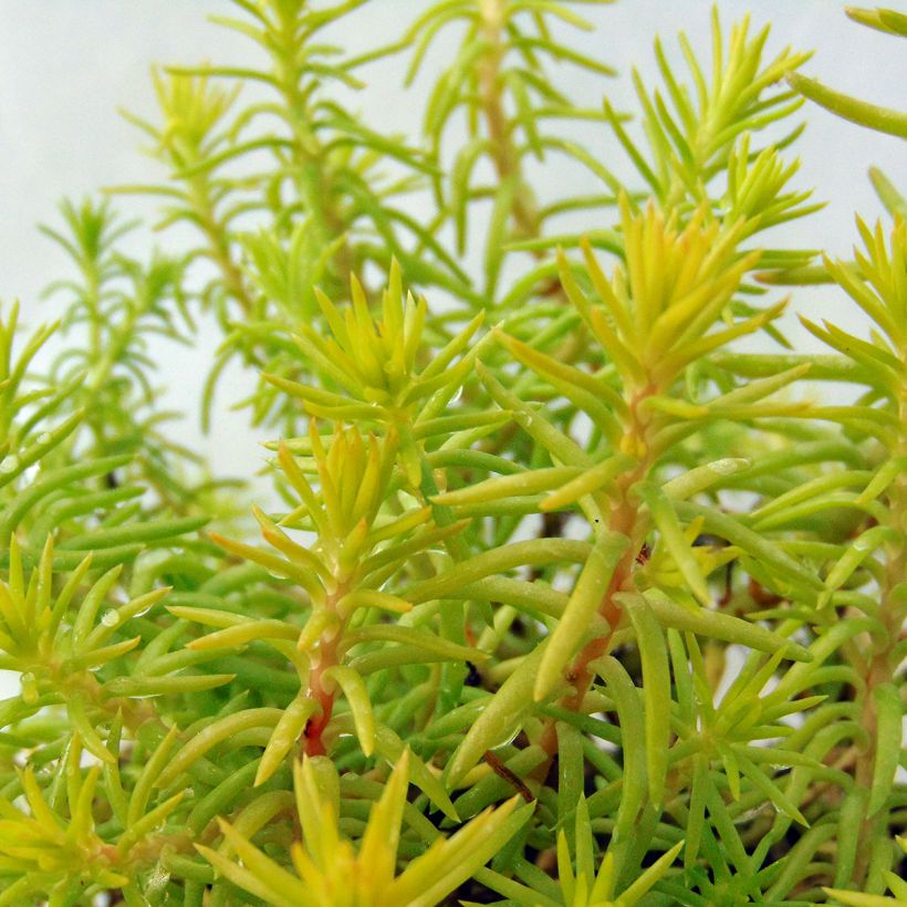 Sedum reflexum Angelina - Orpin (Feuillage)