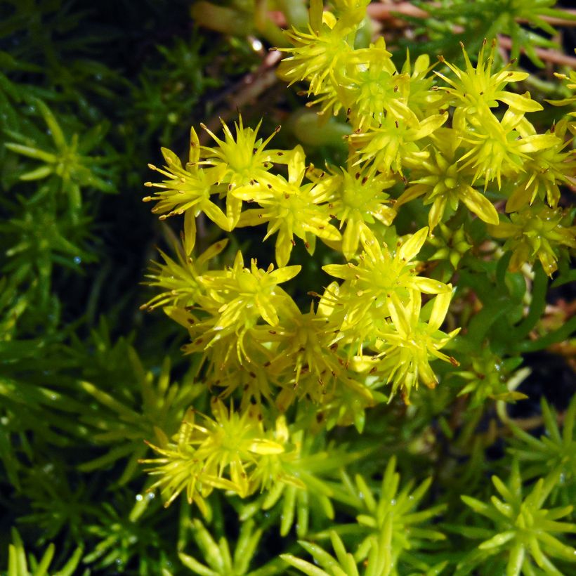 Sedum reflexum Angelina - Orpin (Floraison)