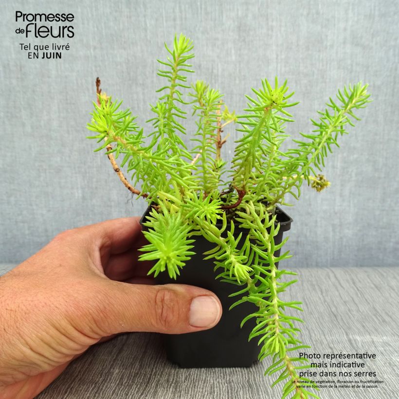 Spécimen de Sedum reflexum Angelina - Orpin Godet de 8/9 cm tel que livré en été