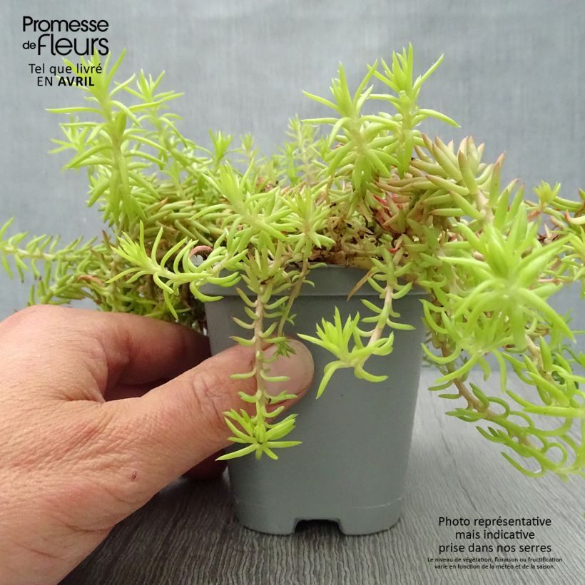 Spécimen de Sedum reflexum Angelina - Orpin Godet de 9cm tel que livré au printemps