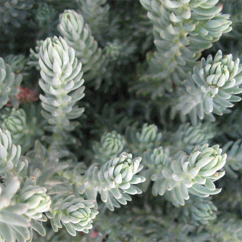 Sedum reflexum Blue Spruce (Feuillage)