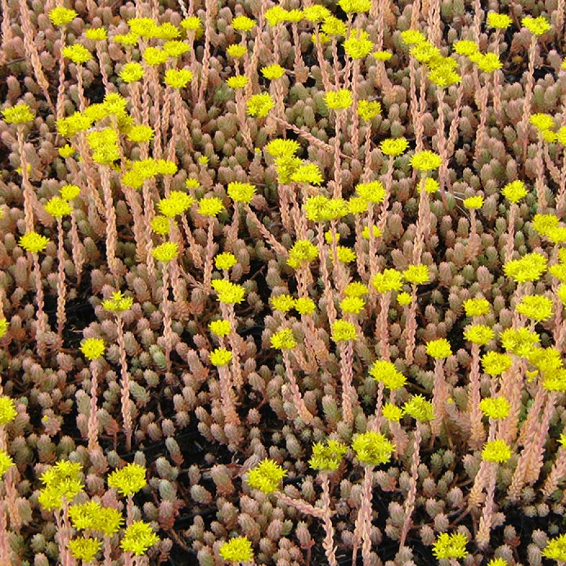 Sedum reflexum Blue Spruce (Floraison)