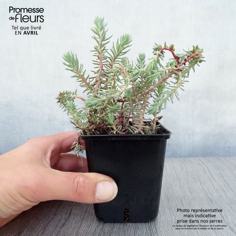 Spécimen de Sedum reflexum Blue Spruce - Orpin réfléchi en godet de 9 cm tel que livré au printemps