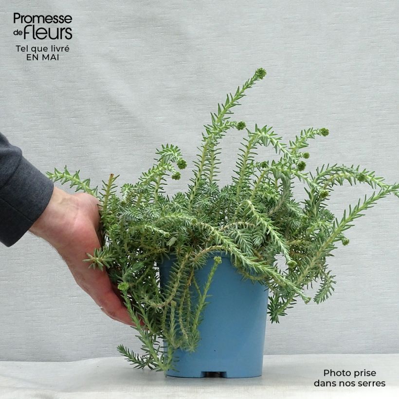 Spécimen de Sedum reflexum Blue Spruce - Orpin réfléchi en pot de 2L/3L tel que livré au printemps