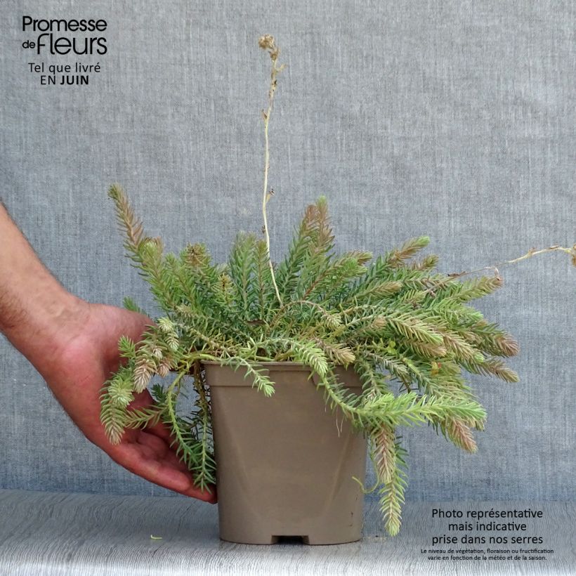 Spécimen de Sedum reflexum Blue Spruce Pot de 2L/3L tel que livré en été