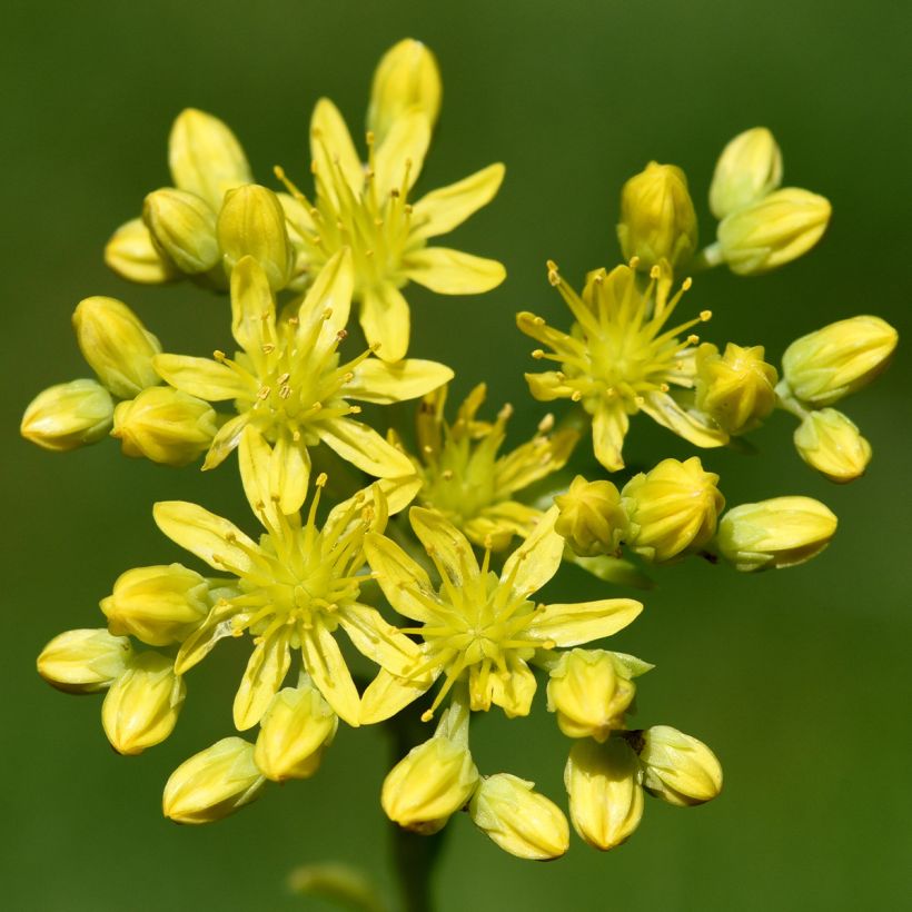 Sedum reflexum - Orpin des rochers, Orpin réfléchi (Floraison)