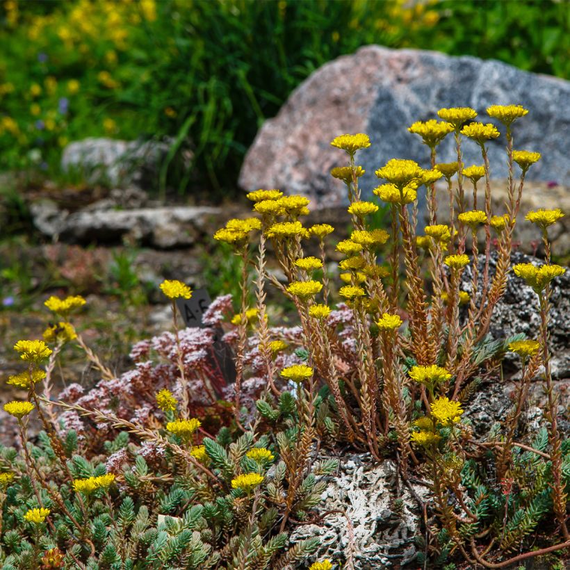 Sedum reflexum - Orpin des rochers, Orpin réfléchi (Port)