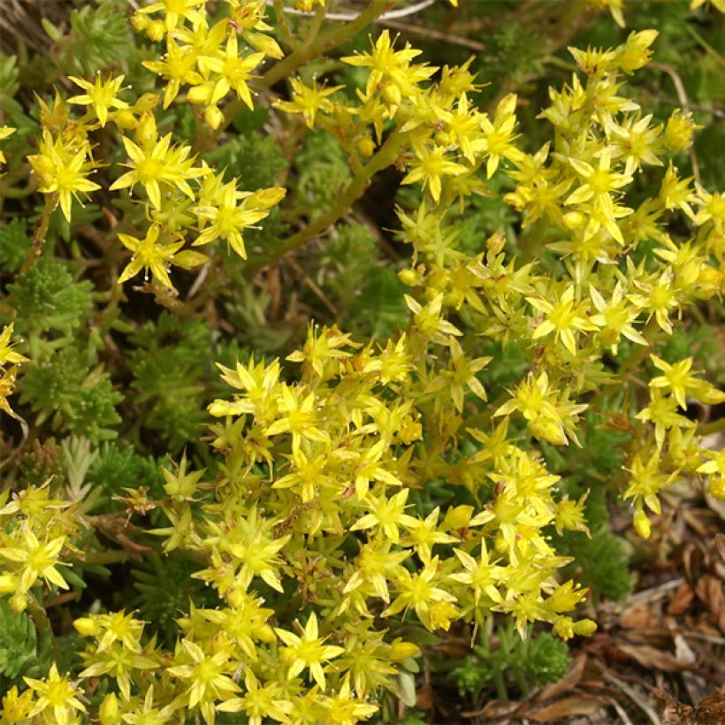 Sedum sexangulare - Orpin à six angles (Floraison)