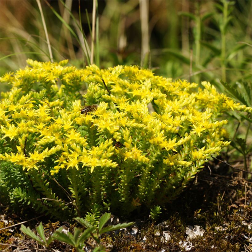 Sedum sexangulare - Orpin à six angles (Port)