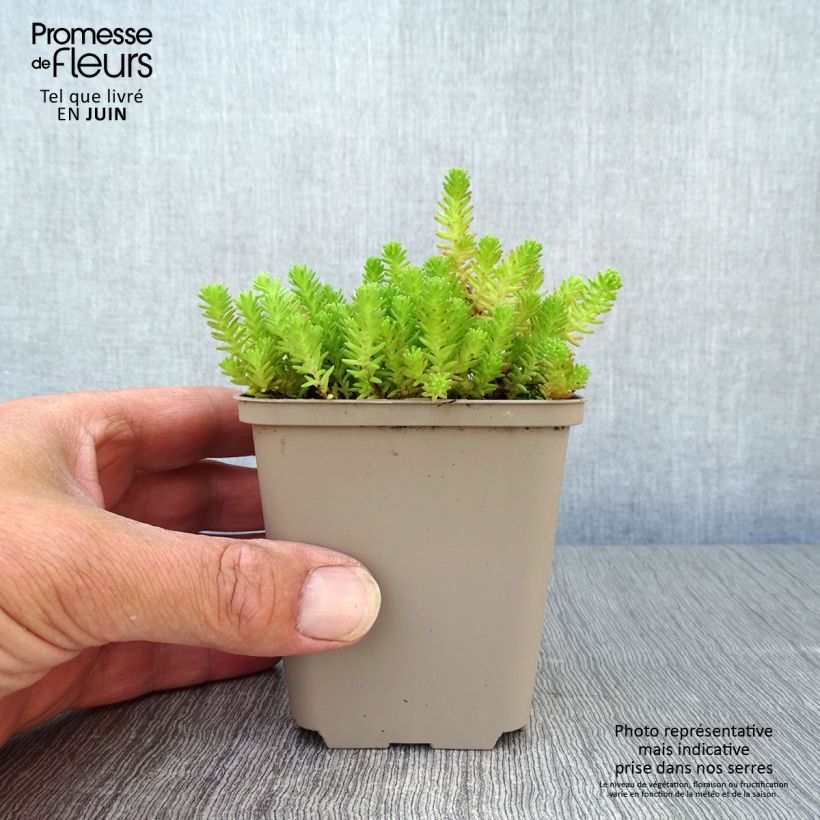 Spécimen de Sedum sexangulare - Orpin à six angles Godet de 8/9 cm tel que livré en été
