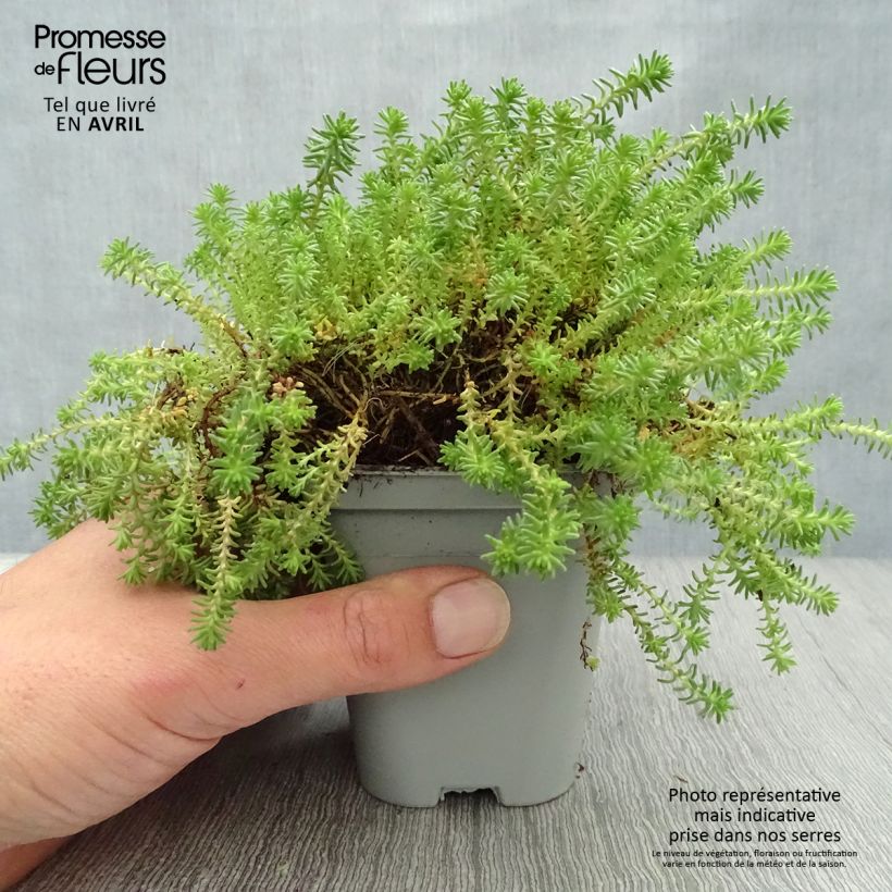 Spécimen de Sedum sexangulare - Orpin à six angles Godet de 9cm tel que livré au printemps