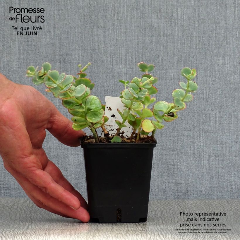 Spécimen de Sedum sieboldii - Orpin Godet de 8/9 cm tel que livré en été