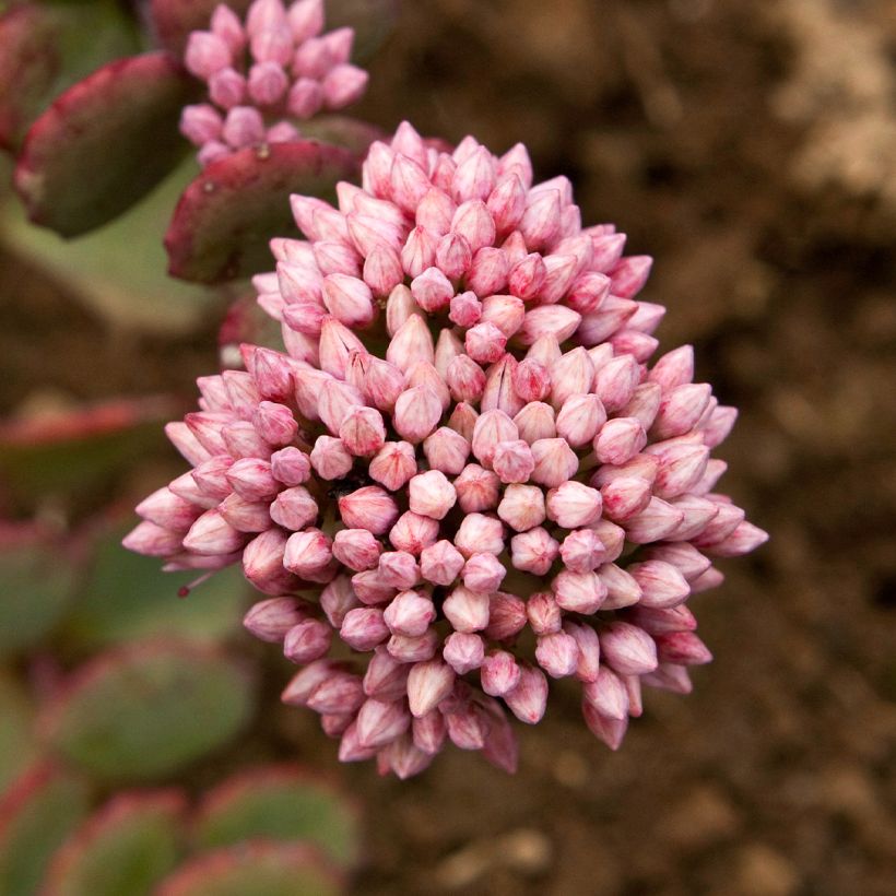 Sedum sieboldii - Orpin (Floraison)