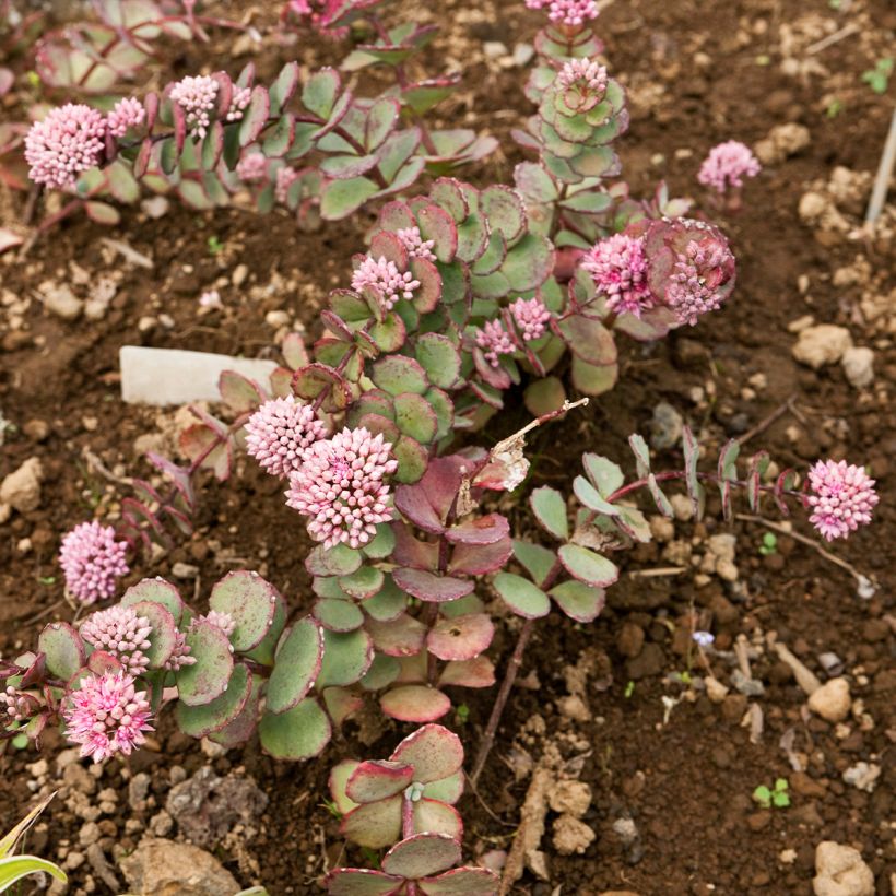 Sedum sieboldii - Orpin (Port)