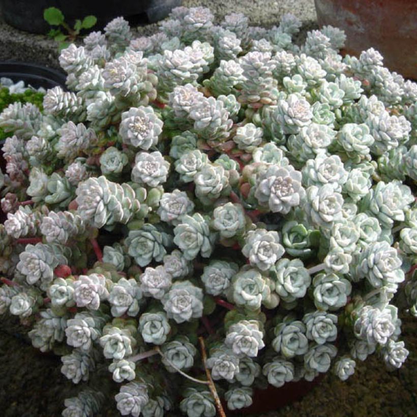 Sedum spathulifolium Cape Blanco - Orpin rampant (Port)