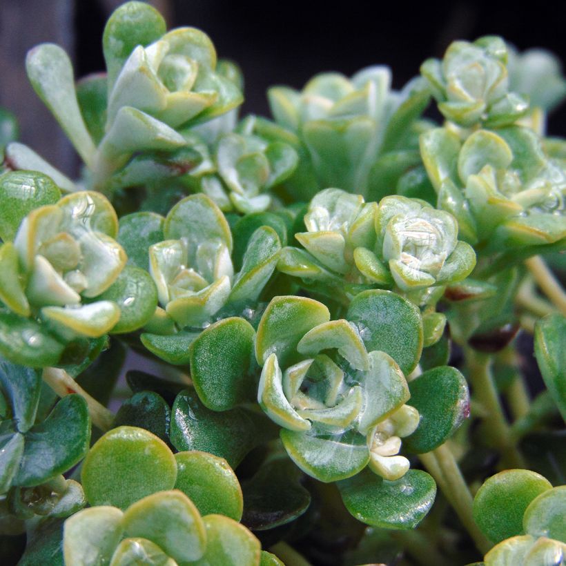 Sedum spathulifolium Cape Blanco - Orpin rampant (Feuillage)