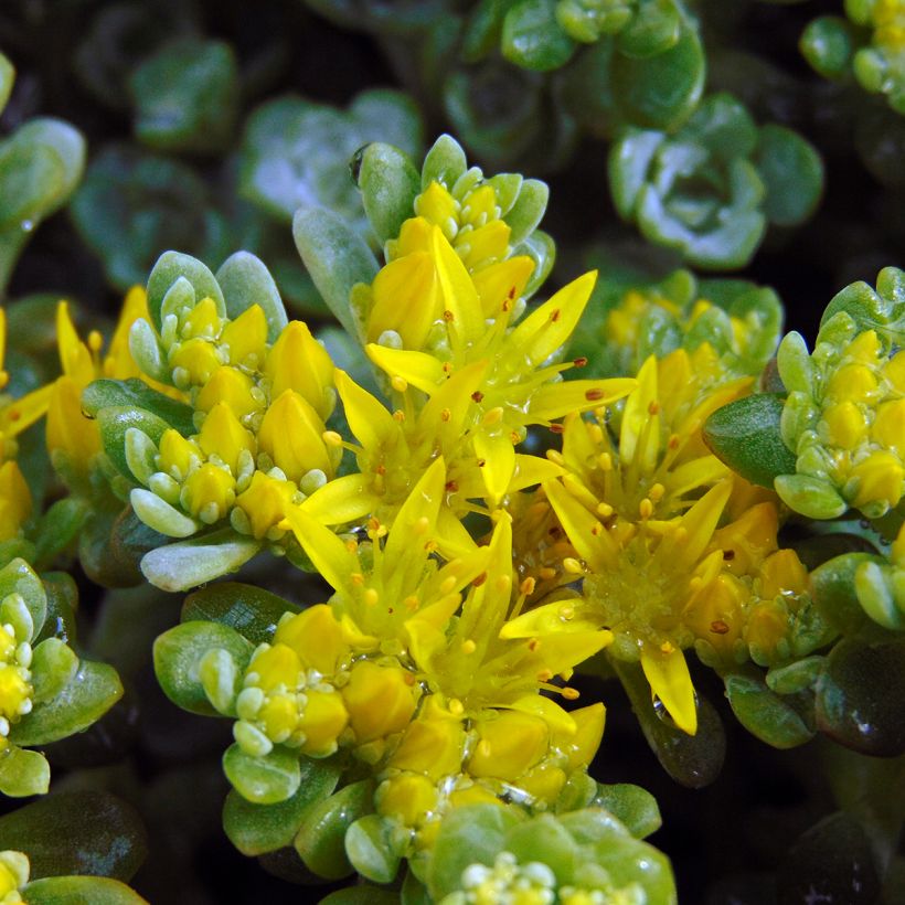 Sedum spathulifolium Cape Blanco - Orpin rampant (Floraison)