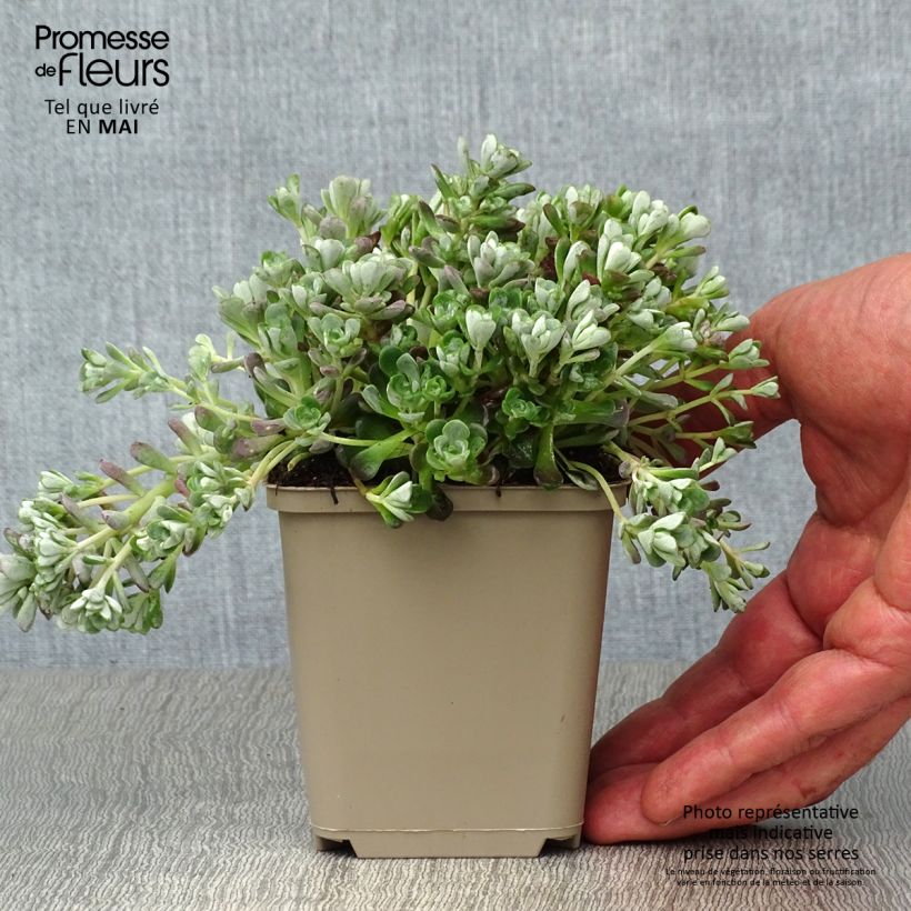 Spécimen de Sedum spathulifolium Cape Blanco - Orpin rampant Godet de 9cm tel que livré au printemps