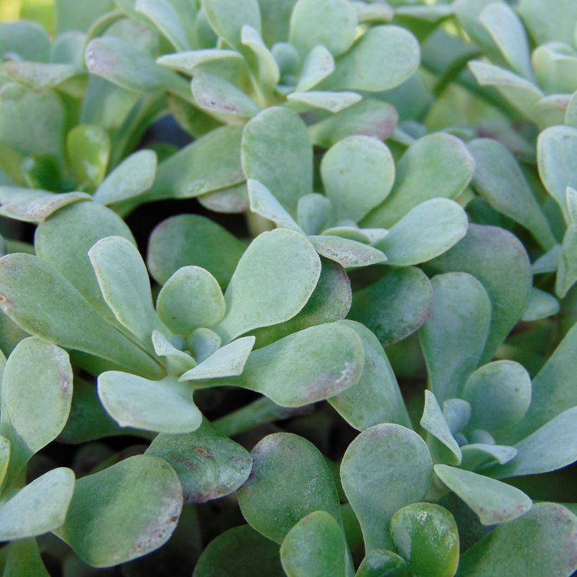 Sedum spathulifolium Purpureum - Orpin (Feuillage)