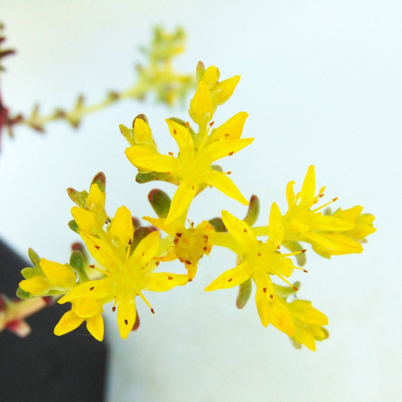 Sedum spathulifolium Purpureum - Orpin (Floraison)