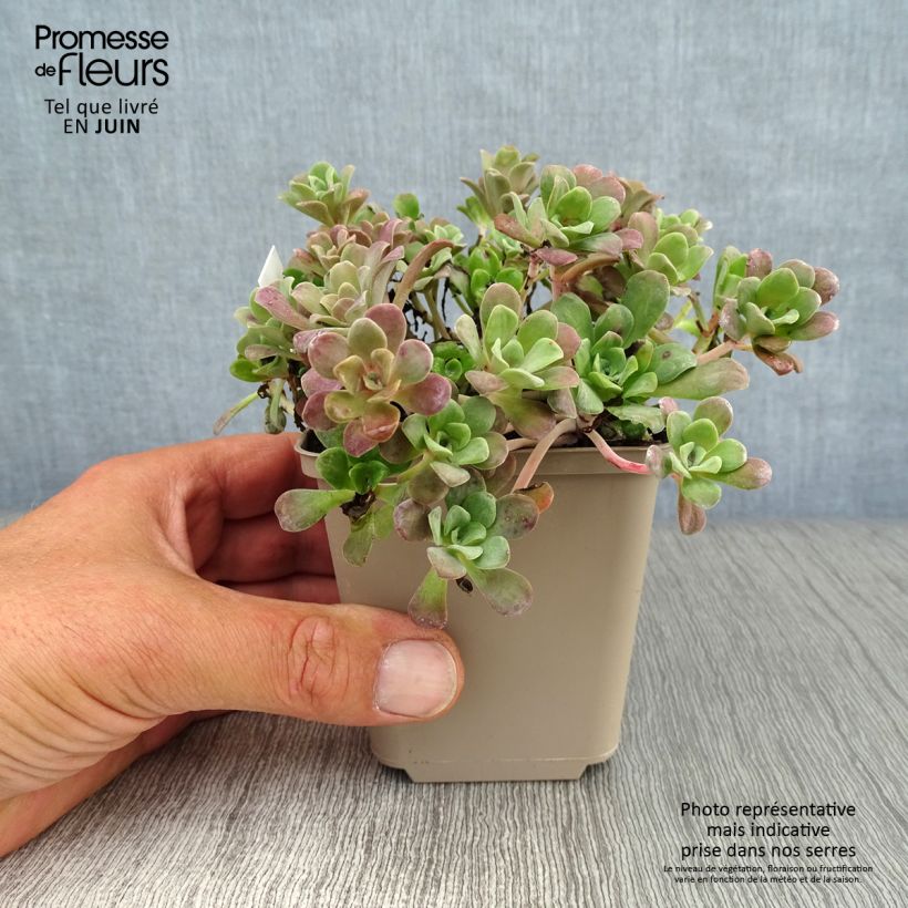 Spécimen de Sedum spathulifolium Purpureum - Orpin Godet de 8/9 cm tel que livré en été