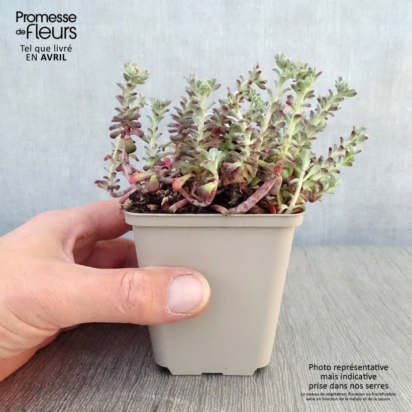 Spécimen de Sedum spathulifolium Purpureum - Orpin Godet de 9cm tel que livré au printemps
