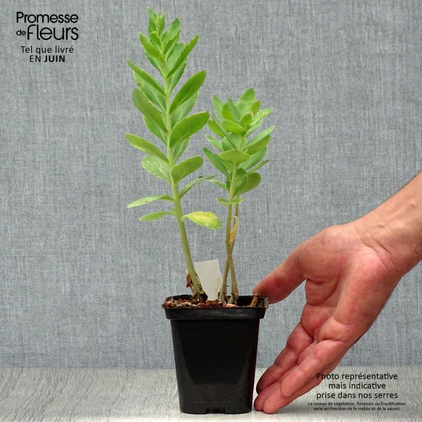 Spécimen de Sedum spectabile Carl - Orpin d'Automne Godet de 8/9 cm tel que livré en été