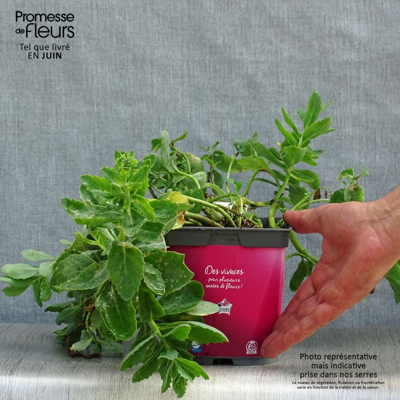 Spécimen de Sedum spectabile Carl - Orpin d'Automne Pot de 2L/3L tel que livré en été