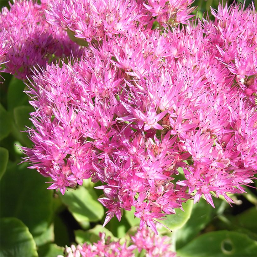 Sedum spectabile Carmen - Orpin d'Automne (Floraison)