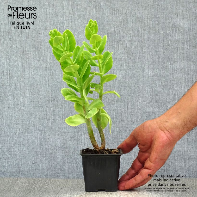 Spécimen de Sedum spectabile Carmen - Orpin d'Automne Godet de 7/8 cm tel que livré en été