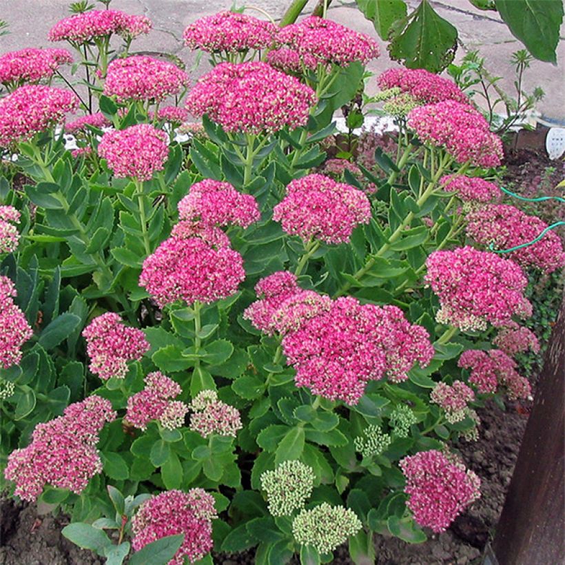 Sedum spectabile Meteor - Orpin d'automne (Port)