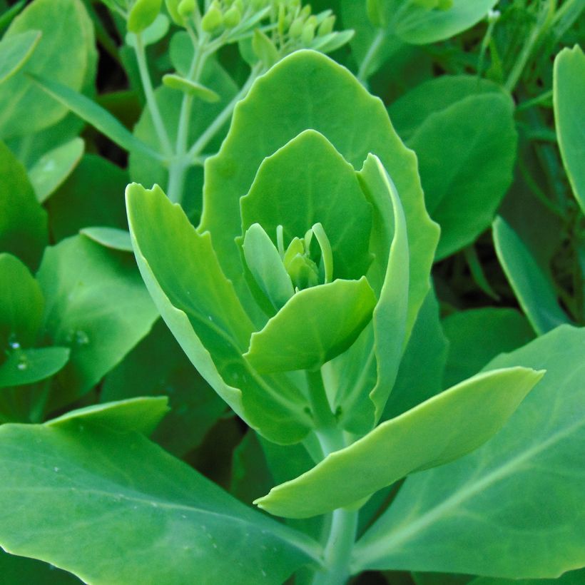 Sedum spectabile Meteor - Orpin d'automne (Feuillage)