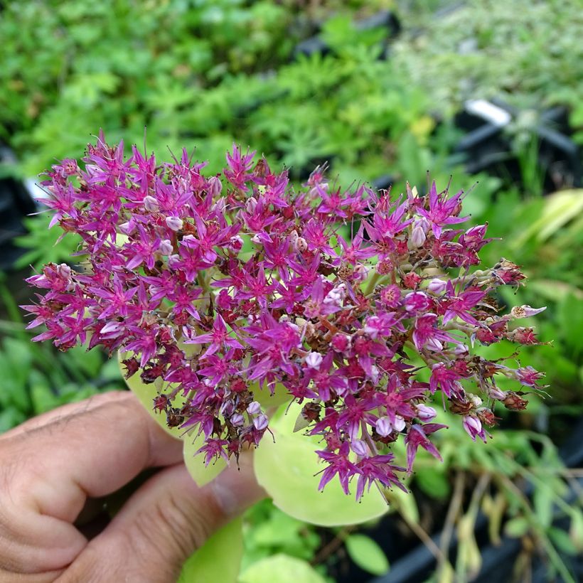 Sedum spectabile Meteor - Orpin d'automne (Floraison)