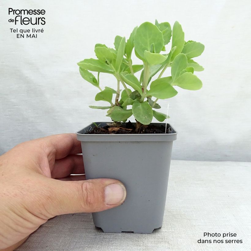Spécimen de Sedum spectabile Septemberglut - Orpin d'automne Godet de 9cm tel que livré au printemps
