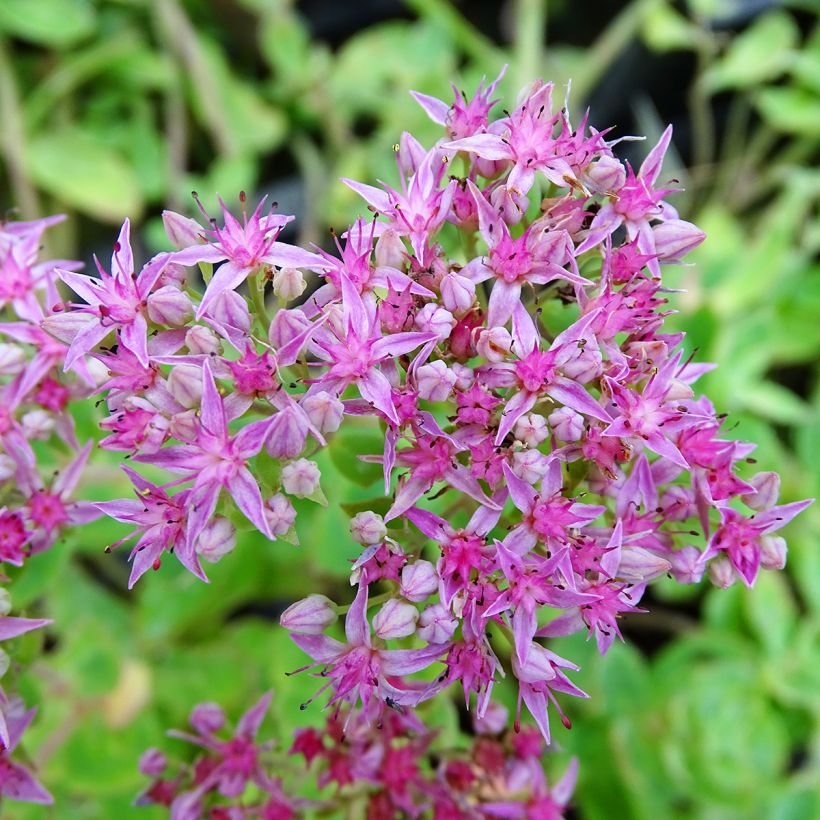 Sedum spectabile Septemberglut - Orpin d'automne (Floraison)