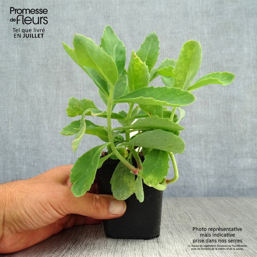 Spécimen de Sedum spectabile Septemberglut - Orpin d'automne Godet de 8/9 cm tel que livré en été