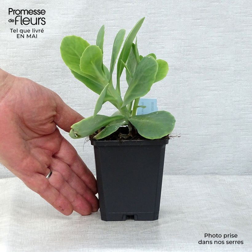 Spécimen de Sedum spectabile Stardust - Orpin d'automne Godet de 9cm tel que livré au printemps