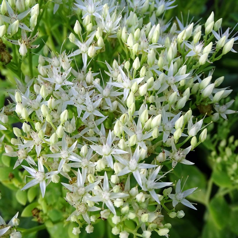 Sedum spectabile Stardust - Orpin d'automne (Floraison)