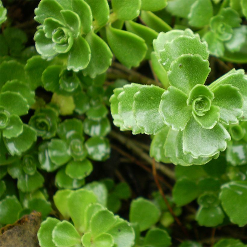 Sedum spurium Album Superbum - Orpin (Feuillage)