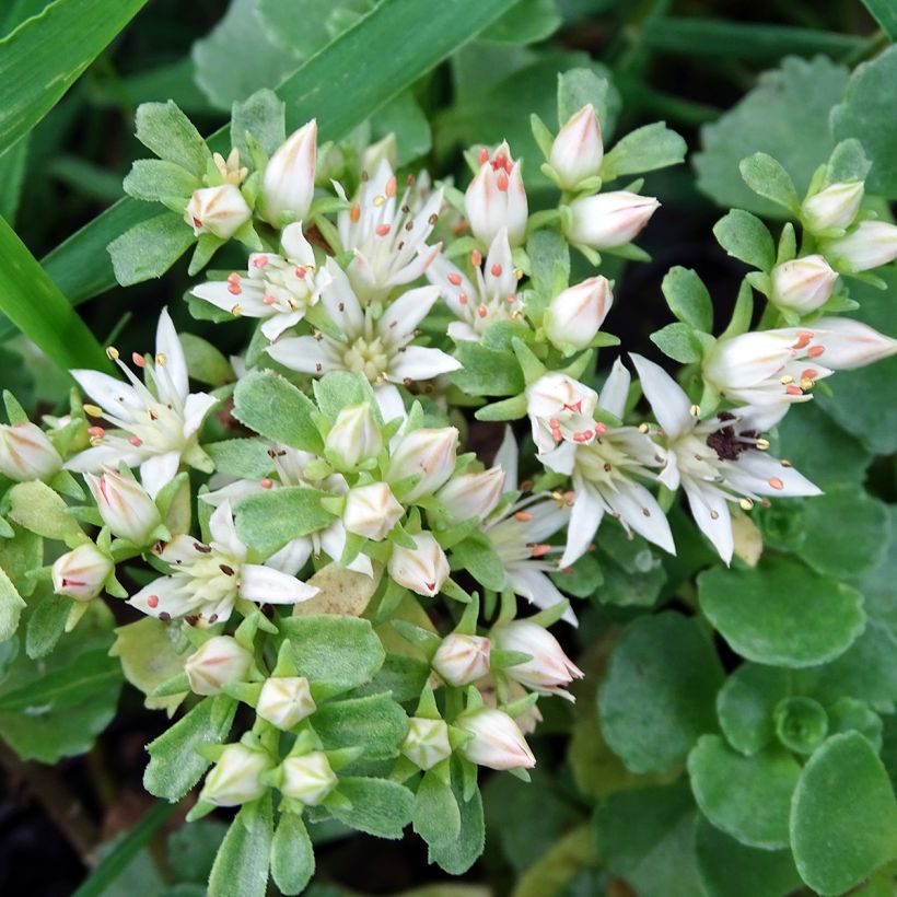 Sedum spurium Album Superbum - Orpin (Floraison)