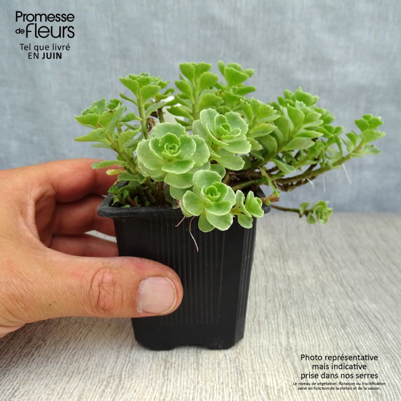 Spécimen de Sedum spurium Album Superbum - Orpin Godet de 8/9 cm tel que livré en été