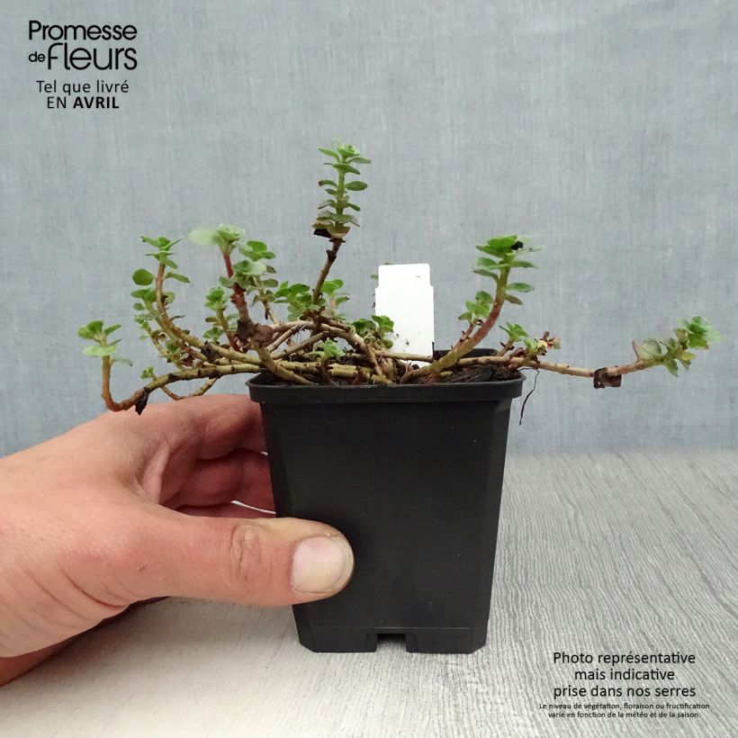 Spécimen de Sedum spurium Album Superbum - Orpin Godet de 9cm tel que livré au printemps